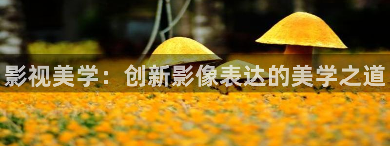 窝窝影院电视剧全集免费